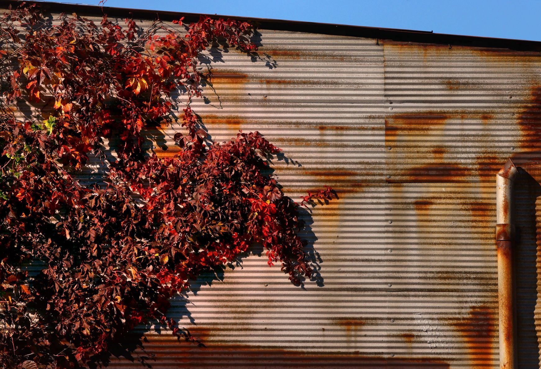 Autumn color falls on St. Louis area